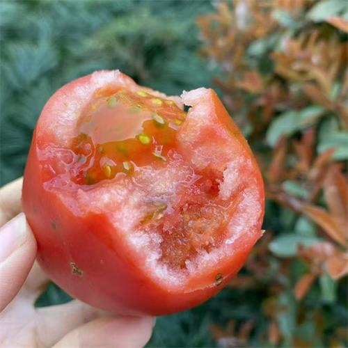 精选|虎眼番茄|2斤|次日配送