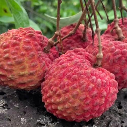 海口|荔枝王礼盒装|火山荔枝，净重2.5斤以上|1箱|次日配送