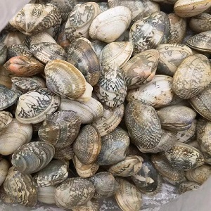 海鲜|花蛤|1斤|次日配送