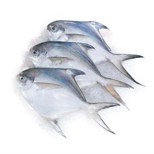 海鲜|小银鲳鱼（7-10条）|1斤|次日配送