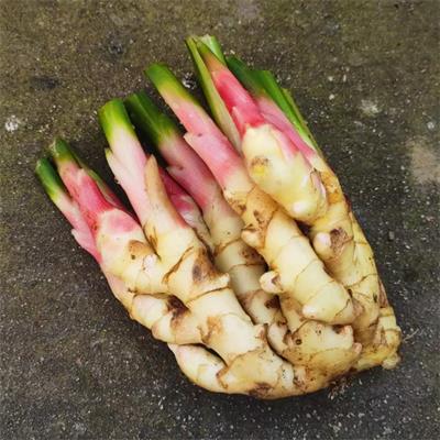 高山蔬菜|嫩姜/仔姜|0.6斤|次日配送