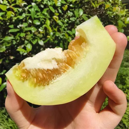 精选|白玉甜瓜（简装）|露天种植，外表有点脏|5斤|次日配送
