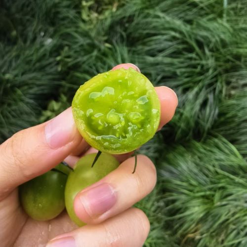 德清|青霞绿番茄（简装）|2斤|次日配送