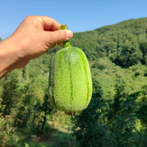 高山蔬菜|苹果丝瓜（0.9±0.2斤）|1个|次日配送