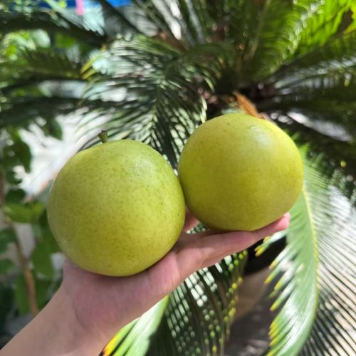 精选|翠玉蜜梨（简装）|单果5~7两|6斤|次日配送