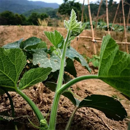 高山蔬菜|南瓜藤|嫩头+嫩叶，净重200g|1小盒|次日送