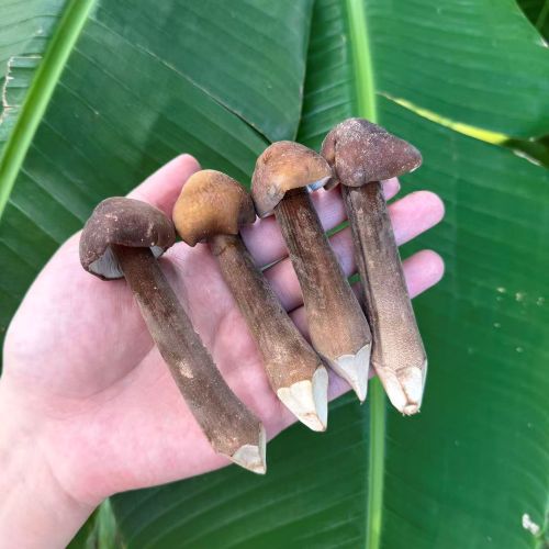 云南|黑皮鸡枞|0.5斤|次日配送
