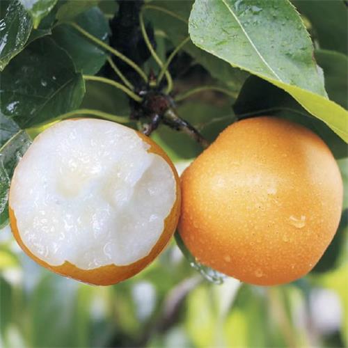 精选|南水梨|8/10头，净重约8斤|1箱|次日配送