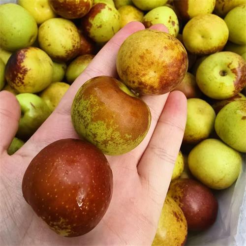 大荔|得以冬枣大果|净重约2.8斤|1盒|次日配送