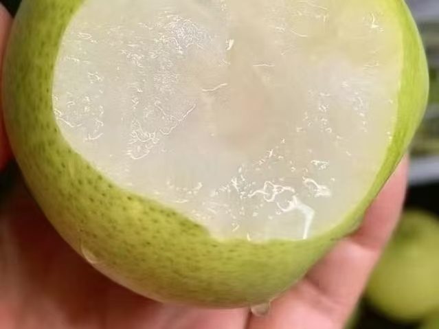 精选|青韵夏梨|8头|1箱|次日配送