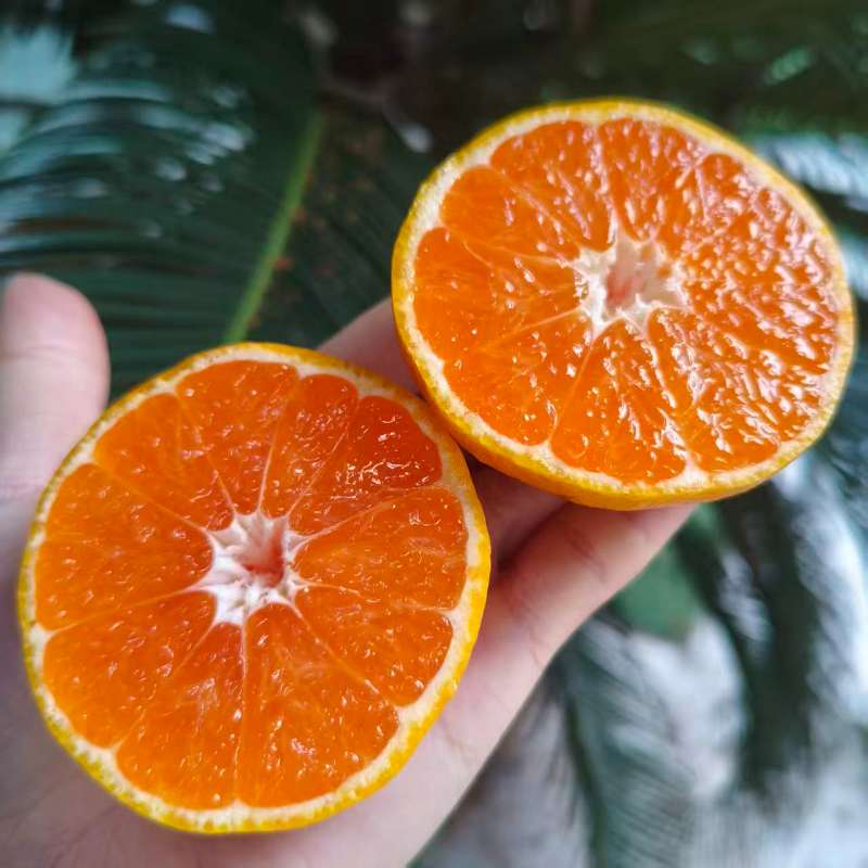 东江湖蜜桔|简装|5斤|次日配送