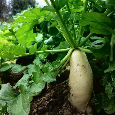 高山蔬菜|白萝卜（1.7±0.2斤）|1根|次日配送