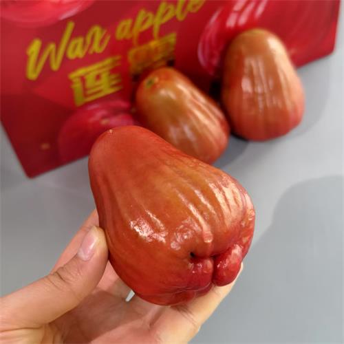 海南|南鹿莲雾礼盒装|7-13头，3斤|1箱|次日配送