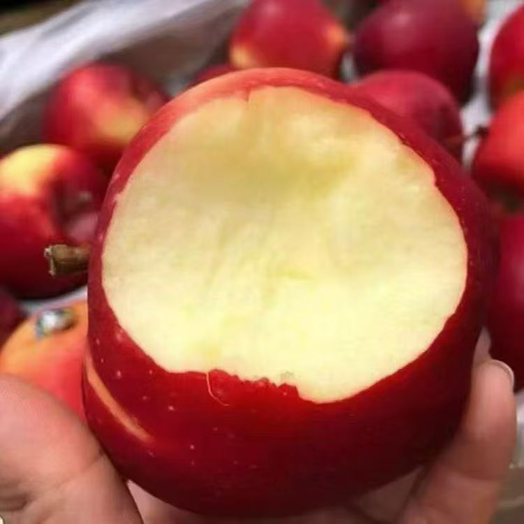 精选|新西兰｜丹烁伯爵王子苹果|1箱