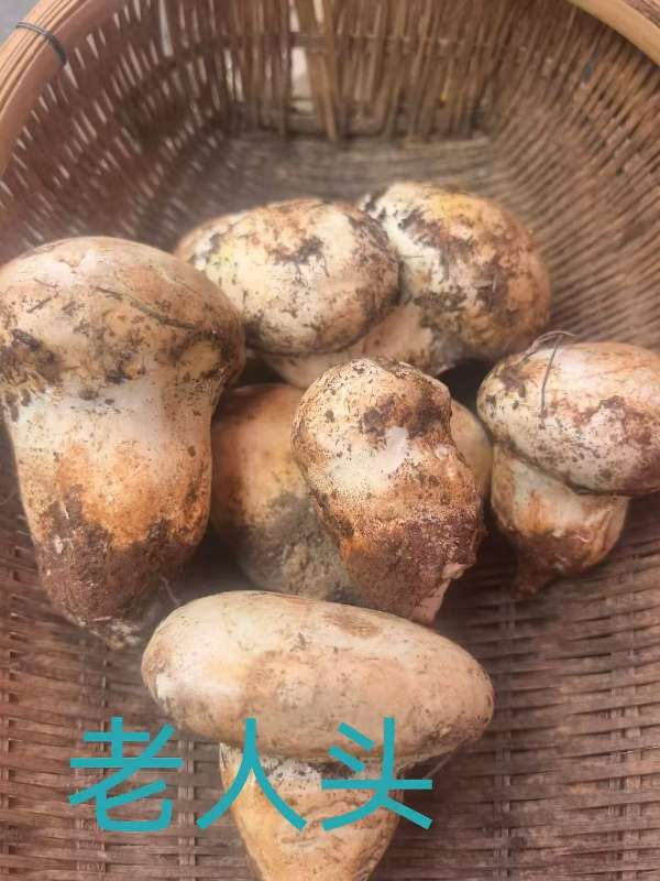 香格里拉|野生老人头菌|2斤|48小时内顺丰直发
