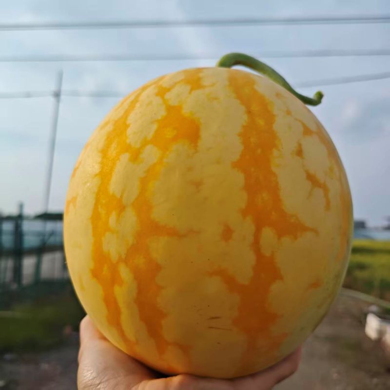 精选|黄皮西瓜（总重9±0.5斤）|2个|次日配送