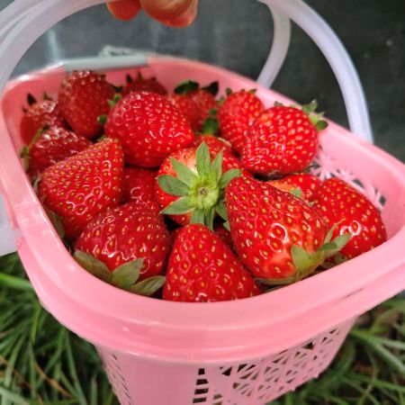 建德|越王草莓中小果|1.5斤|1篮|次日配送