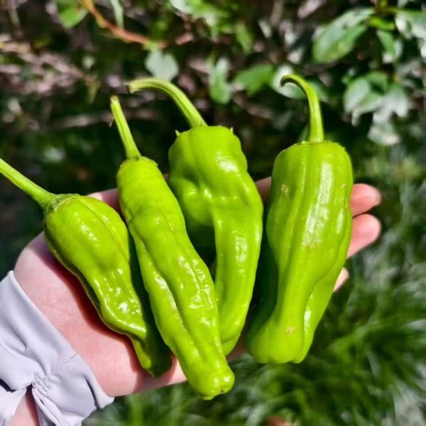 高山蔬菜|青椒|1斤|次日配送