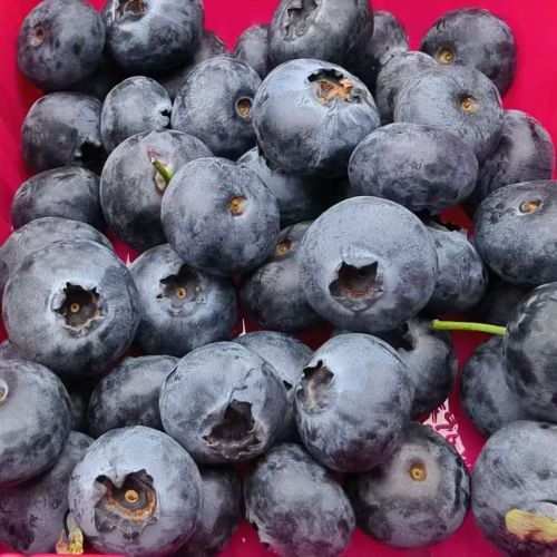 云南|稼沃雪山甜蓝莓（18mm+）|125g/小盒|12小盒|次日配送