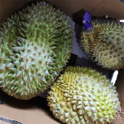 泰国|巴掌榴莲（2.4-2.8斤）|1个|次日配送