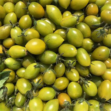 精选|青霞绿番茄|2斤|2月25日配送