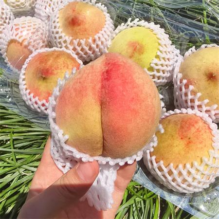 精选|水蜜桃（小果）|单果2.8~3.5两之间|12个|次日配送