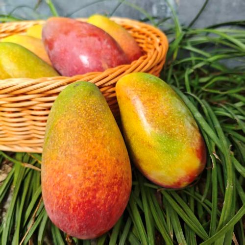 三亚|贵妃芒礼盒|空运直达，净4斤，9/15头|1箱|次日配送