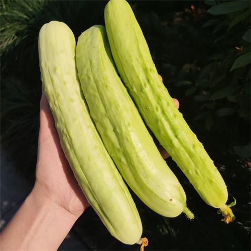 高山蔬菜|白玉黄瓜|0.9斤|次日配送