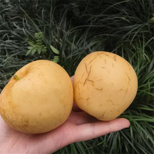 精选|维纳斯苹果|9头左右，净重约4.3斤|1箱|次日配送