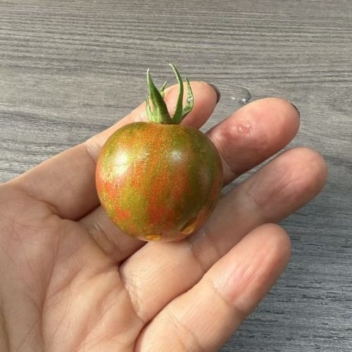 精选|锦彩小番茄|2斤|2月25日配送