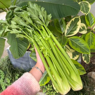 高山蔬菜|有机西芹|偏差2两以内|1.5斤|次日配送