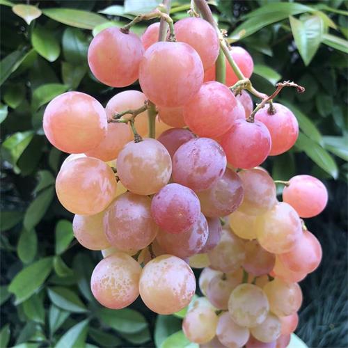 进口|荔枝香葡萄|2斤|次日配送