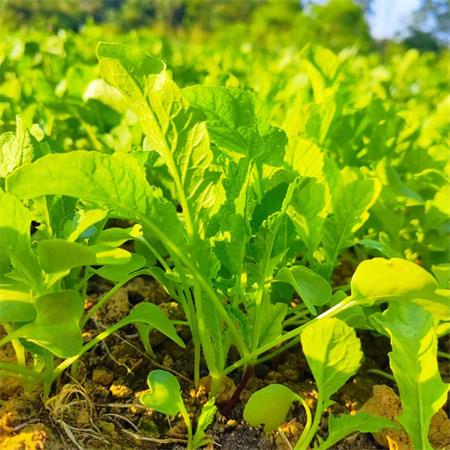 高山蔬菜|小萝卜菜|1斤|次日配送