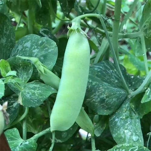 高山蔬菜|带壳老豌豆|1斤|次日配送