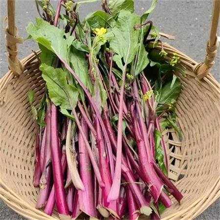 高山蔬菜|紫菜薹|0.9斤|次日配送