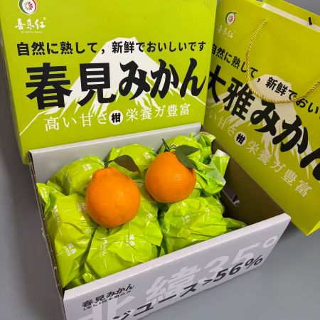 四川|大雅柑春见|净重约7斤|1箱|次日配送