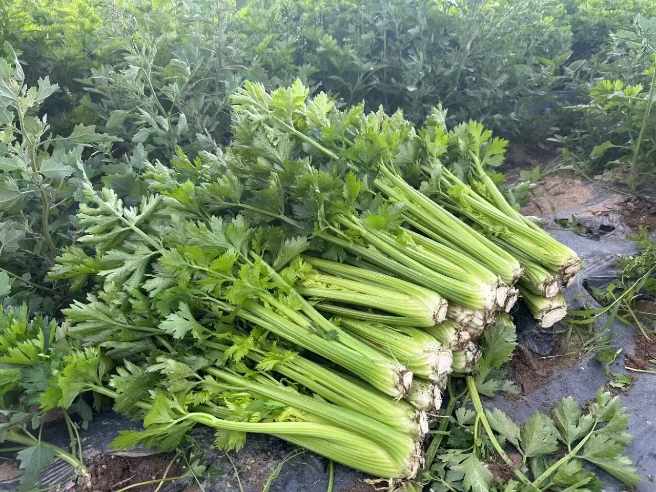 高山蔬菜|有机西芹（偏差2两以内）|1.5斤|次日配送