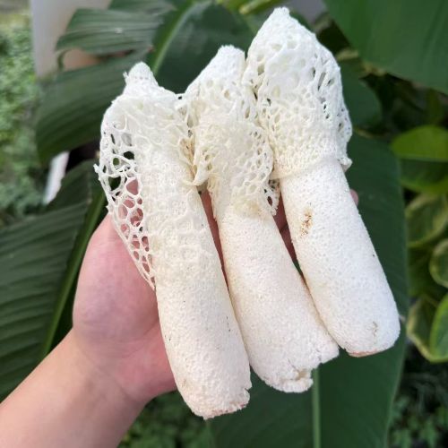 云南|新鲜竹荪|0.4斤|次日配送