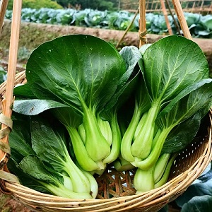 高山蔬菜|大青菜|2斤