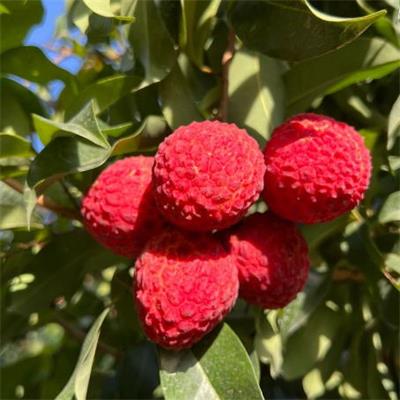 精选|仙进奉荔枝|净重2.5斤|1箱|次日配送