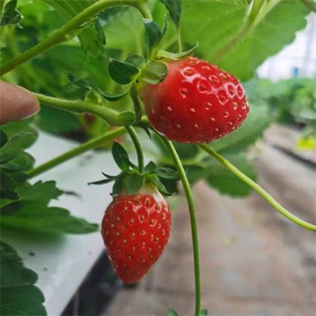 精选|有机草莓（香野大果）|15g以上，净重1.5斤|1篮|次日配送