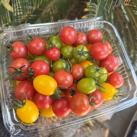 精选|混装小番茄|2斤|次日配送