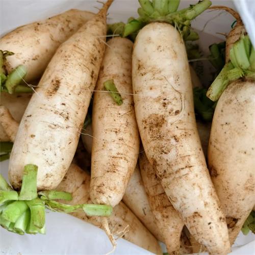 高山蔬菜|白萝卜（0.7-1斤）|1份|次日配送