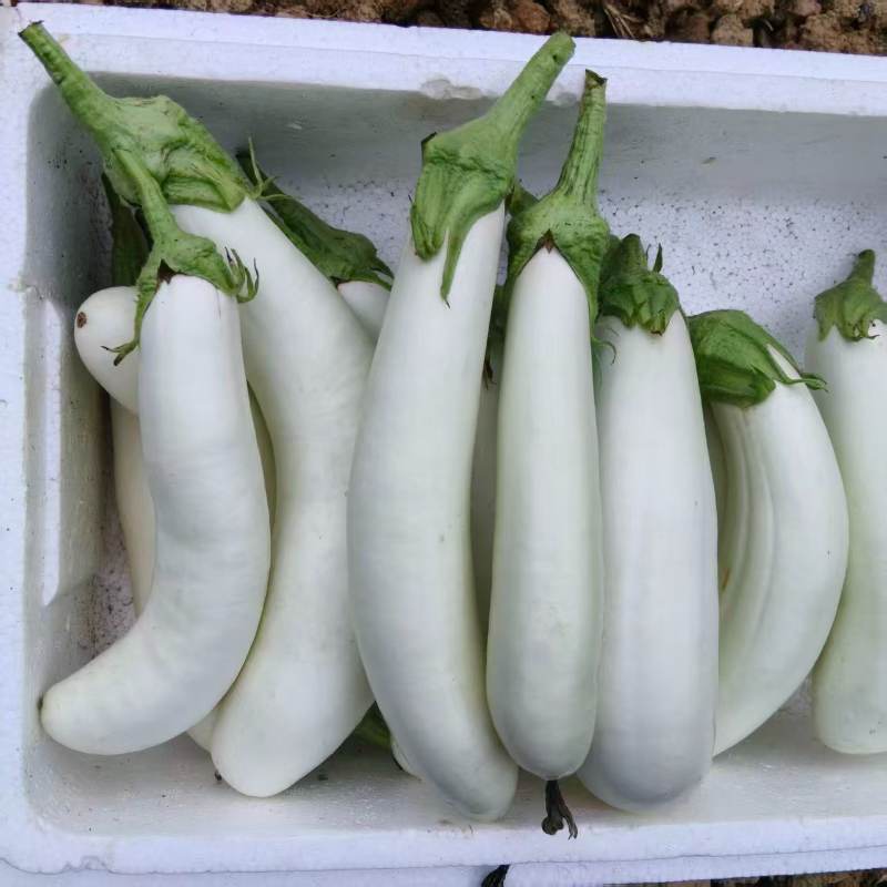 活动|白茄子|1斤|次日配送