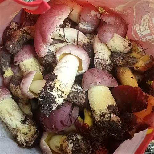 香格里拉|野生黄牛肝菌|2斤|48小时内顺丰直发