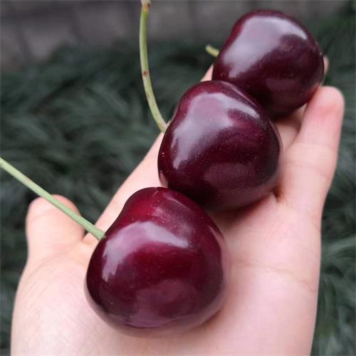 精选|俄8樱桃（特大）|净重2斤左右|1盒|预定