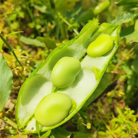 高山蔬菜|剥壳蚕豆/罗汉豆|1斤|次日配送