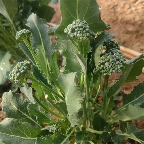 高山蔬菜|有机西兰苔|0.6斤|次日配送