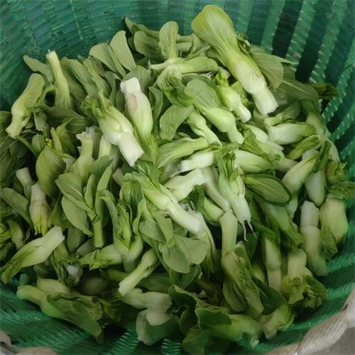 高山蔬菜|青菜心|大小随机，软糯好吃|1斤|次日配送