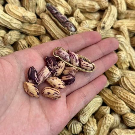 云南|有机七彩花生|1斤|次日配送